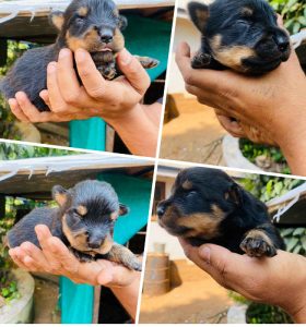 Rottweiler puppies for sale with KCI.