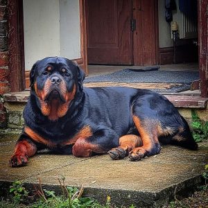Rottweiler puppies for sale KCI registered in Bangalore