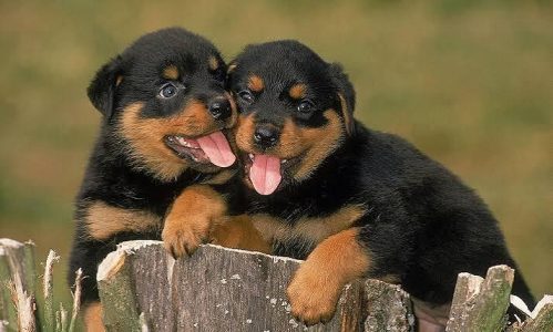 Rottweiler Puppy 8800539300