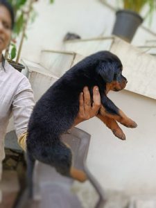 Rottweiler Puppy for Sale