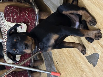 Rottweiler puppy