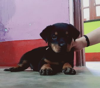 Rottweiler puppy