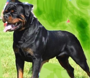 Rottweiler puppy price