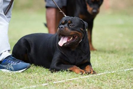 Rottweiler puppy price