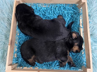 Rottweiller available