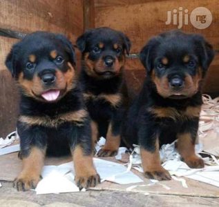 Rottweiller