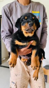 Rotveilier male puppy