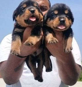 Rotwieler puppies