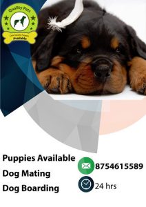 Rotwiller puppies available in Chennai contact 8754615589