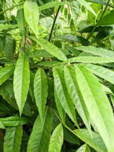 Rudraksha trees for sale