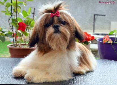 Sahih Tzu puppies in bangalore