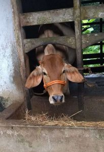 Sahiwal Cows Calf 17 months old in Kerala