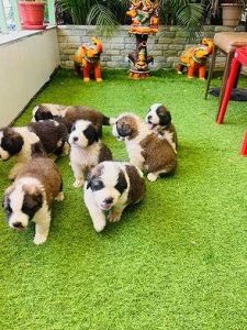 Saint Bernard Cute Puppy....8800539300
