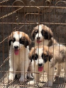 Saint Bernard for sale in Indore in low price