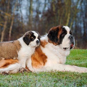saint bernard puppies for sale in indore 7987036124