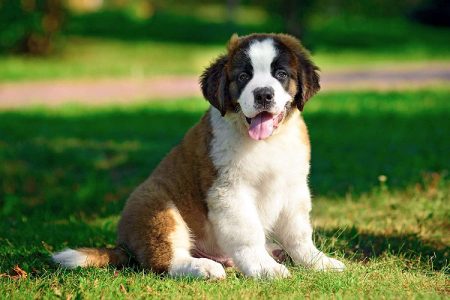 saint Bernard Puppies For Sale..7300930479