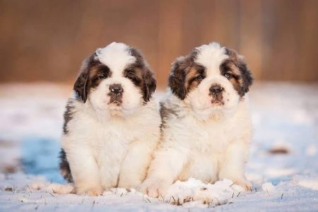 Saint Bernard Puppy 8800539300