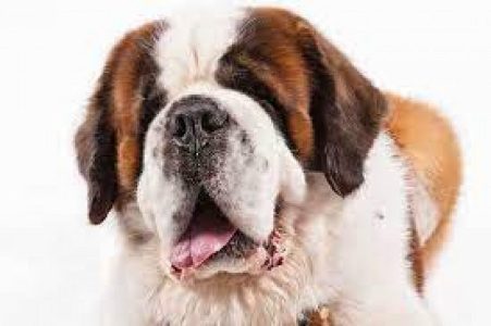 saint bernard pups for sale in ujjain 7987036124
