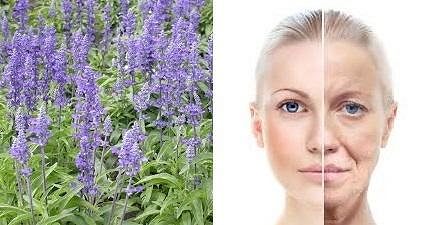Salvia officinalis
