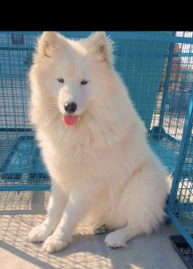 Samoyed