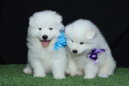 Samoyed puppy