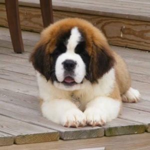 San Bernard puppies available in Chennai