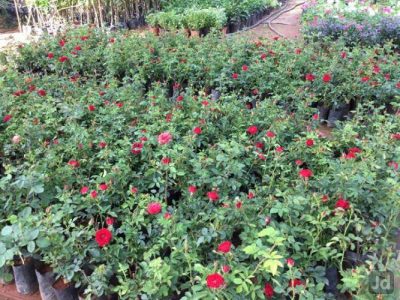 Saranamayyappa Nursery