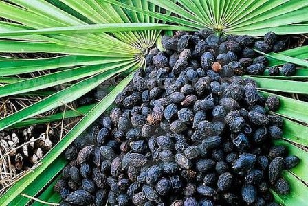 Saw Palmetto (Serenoa repens) — plants India