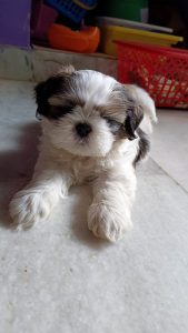 Schitzu male for sale