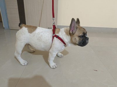 Sell French Bull dog