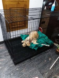 To sell Golden retriever puppy, 4.5 months, KCI registered, 