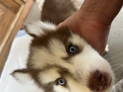 Sell husky dog
