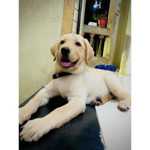Sell Labrador Dog