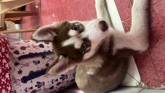 Sell My Husky Rudra
