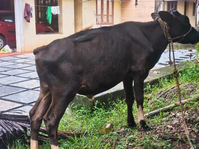 Selling a bull calf