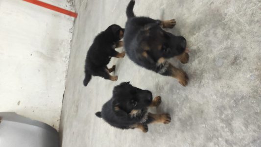 Selling German Shepherd Puppies