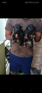 Selling German shepherd puppies