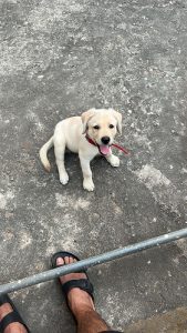 Selling Labrador