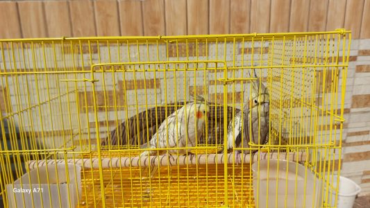 Selling Pair cockatiel male female