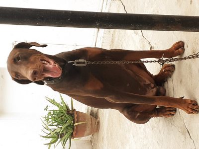 Semi Adult[12 months] European Male Doberman