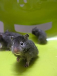 Serian Hamster