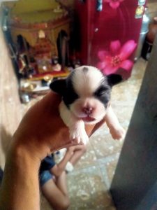 Setzhu dogs puppies at cheapest price