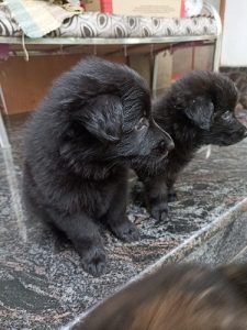 Shepherd puppies for sale