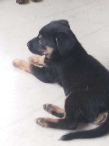 Sheprador Puppies!!!