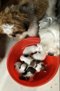 Shih Tzu 22 days puppies for sale