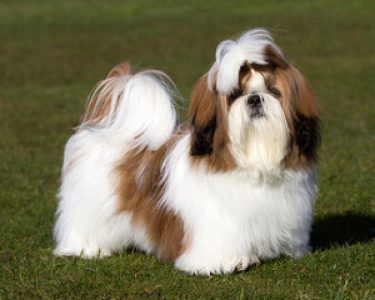 shih tzu 2yr 2 months old for sale