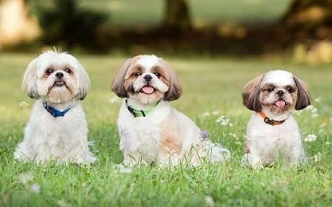 Shih Tzu Cute Puppy.....8800539300