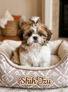 Shih Tzu Cute Puppy Charming Looks and a Loving Nature 8800539300