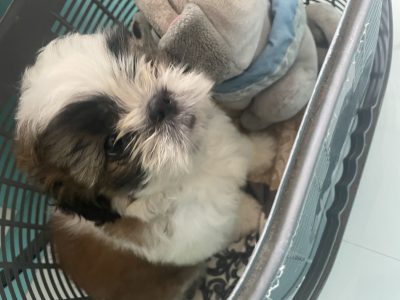 Shih Tzu dog for sell