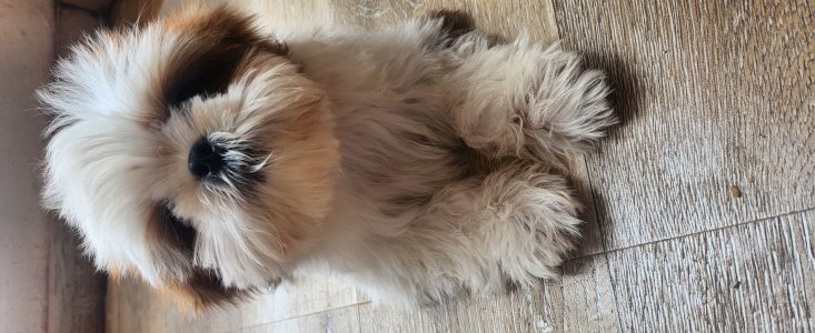 Shih- Tzu dog available  for sale